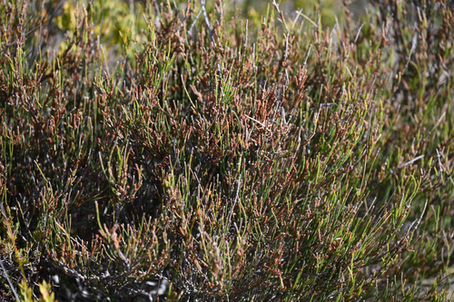 Allocasuarina paludosa observed 2026-10-21