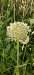 Allium ampeloprasum