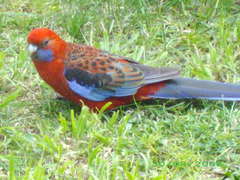 Platycercus elegans elegans