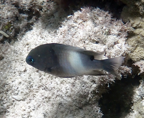 Stegastes albifasciatus observed 2026-10-19
