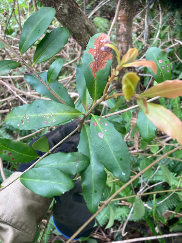 Myrsine variabilis observed 2026-10-21