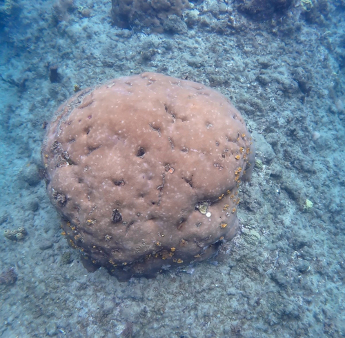 Siderastrea siderea observed 2026-10-12