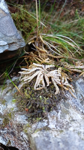 Diphasiastrum alpinum observed 2026-10-18