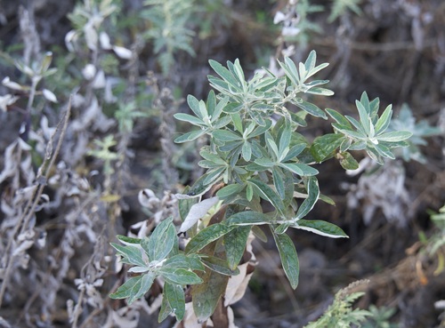 Artemisia douglasiana, 2026-10-21