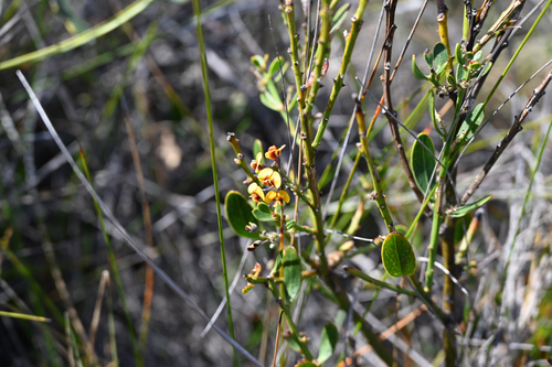 Daviesia corymbosa observed 2026-10-21