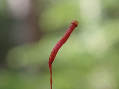 Atrichum selwynii