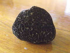 Melanogaster ambiguus