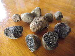 Melanogaster ambiguus