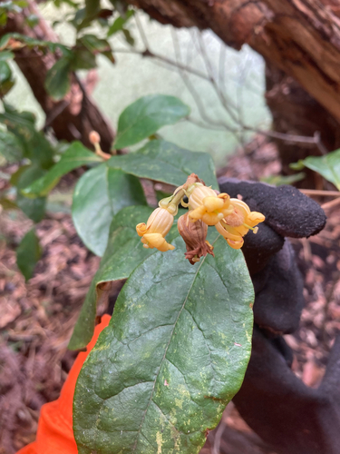 Pittosporum revolutum, 2026-10-20