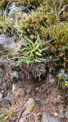 Diphasiastrum alpinum observed 2026-10-18