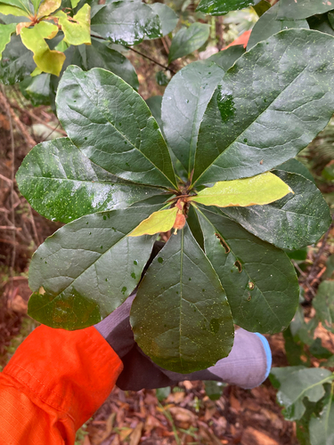 Pittosporum revolutum, 2026-10-20