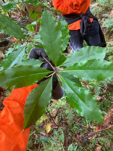 Pittosporum revolutum, 2026-10-20