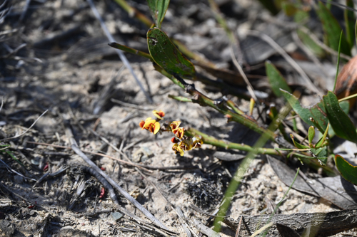 Daviesia corymbosa observed 2026-10-21