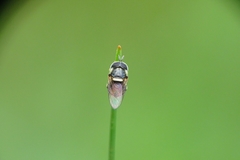 Paragus yerburiensis