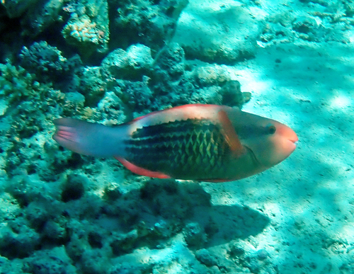Scarus frenatus observed 2026-10-19