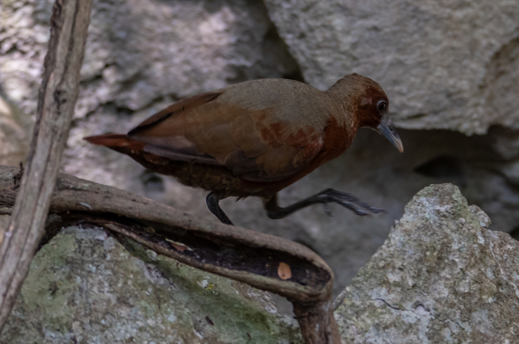 Tsingy Forest Rail