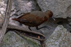 Mentocrex beankaensis