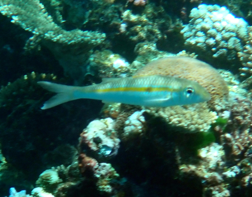 Mulloidichthys flavolineatus observed 2026-10-19