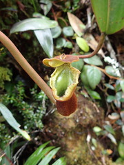 Nepenthes macrophylla