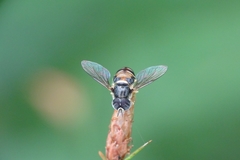 Paragus yerburiensis