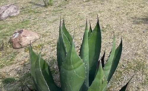 Agave salmiana, 2026-10-21