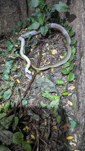 Coelognathus radiatus observed 2026-10-22
