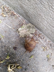 Helix pomatia