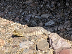 Dipsosaurus dorsalis dorsalis