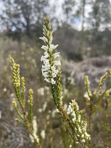 Epacris obtusifolia observed 2026-10-22