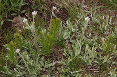 Antennaria neglecta