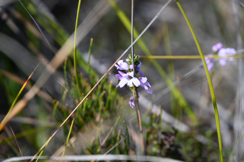 Euphrasia collina observed 2026-10-21