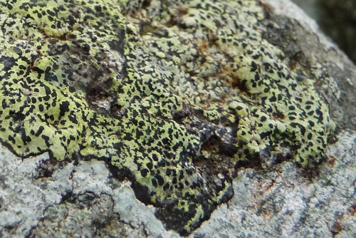 Buellia observed 2026-10-21