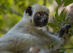 Propithecus deckenii