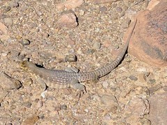 Dipsosaurus dorsalis dorsalis