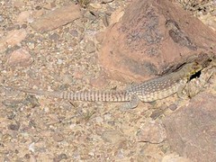 Dipsosaurus dorsalis dorsalis