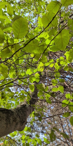 Alnus rubra observed 2026-10-21