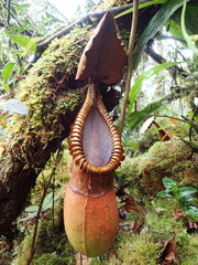 Nepenthes macrophylla