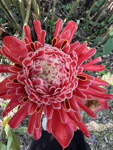 Etlingera observed 2026-10-21