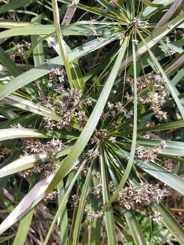 Cyperus alternifolius observed 2026-10-22