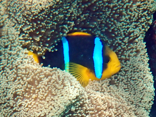 Amphiprion chrysopterus observed 2026-10-19