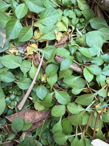 Ludwigia palustris observed 2026-10-21
