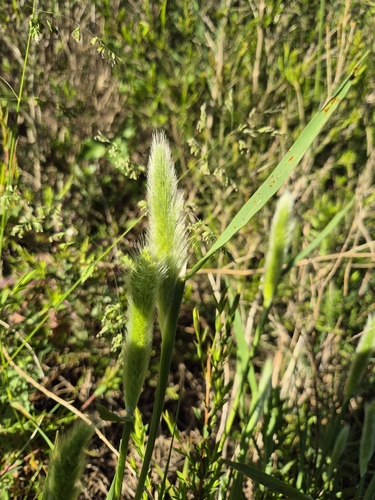 Polypogon monspeliensis observed 2026-10-22
