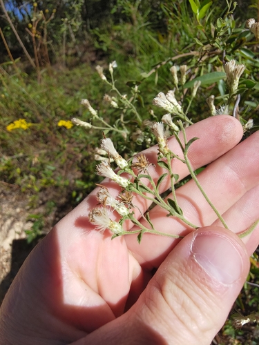 Sericocarpus tortifolius observed 2026-10-21