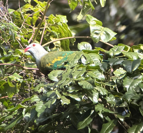 Ptilinopus magnificus observed 2026-10-22