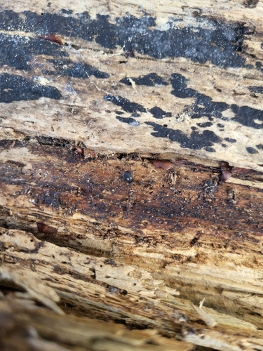 Nemastoma observed 2026-10-17