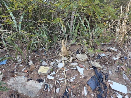 Dracaena trifasciata observed 2026-10-21