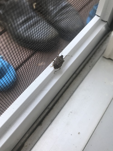 photo of Brown Marmorated Stink Bug (Halyomorpha halys)