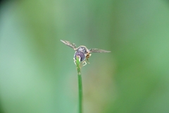 Paragus yerburiensis