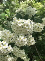 Spiraea × vanhouttei