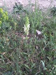 Stachys atherocalyx